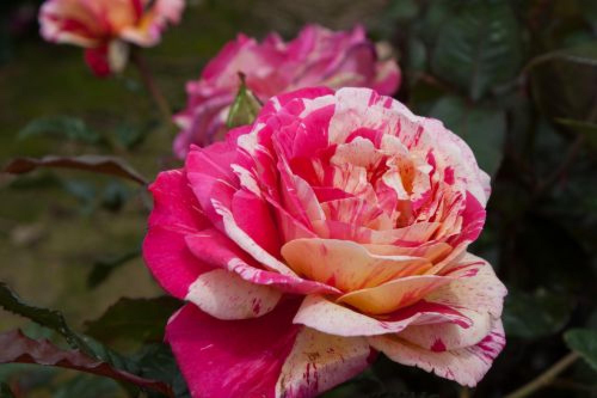 Roze Broceliande kailsaknis 1gab