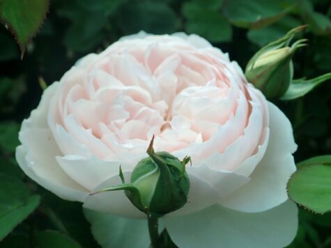 Roze Gentle Hermonie Kailsaknis 1gab