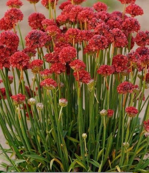 Armērija Ballerina Red augs