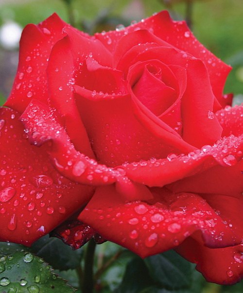 Roze Grande Amore augs 3 L