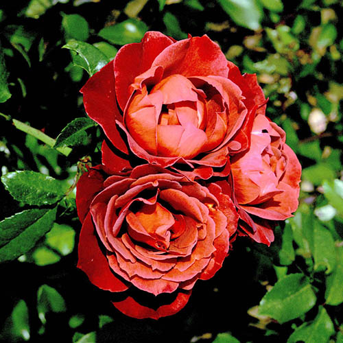 Roze Hot Chocolate augs 3 L