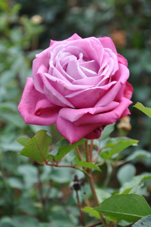 Roze Lila Wunder augs 3 L