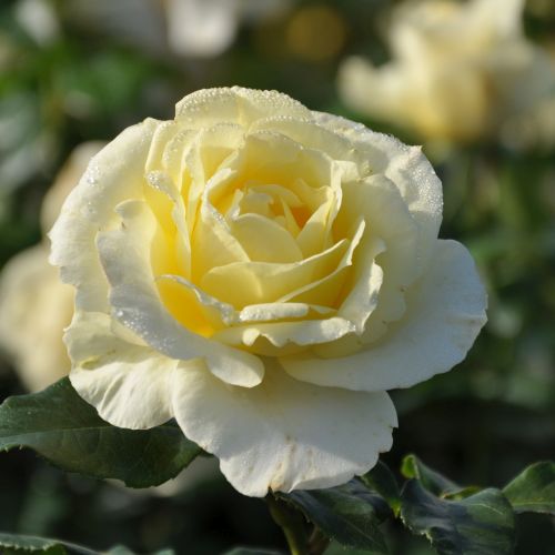 Roze Limona augs 3 L