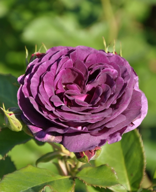 Roze Minerva 3 L augs