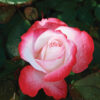 Roze Nostalgie 3 L augs