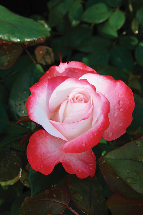 Roze Nostalgie 3 L augs