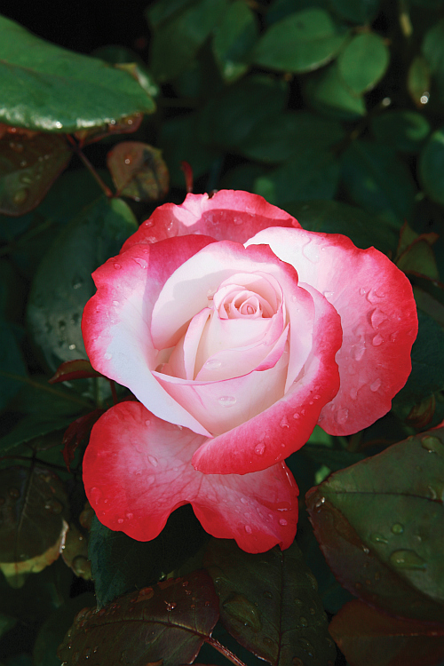 Roze Nostalgie 3 L augs