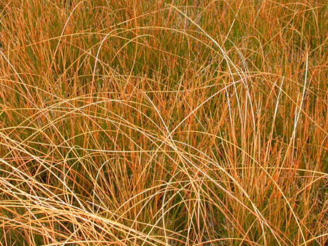 Oranžais Grīslis PRAIRIE FIRE augs P9