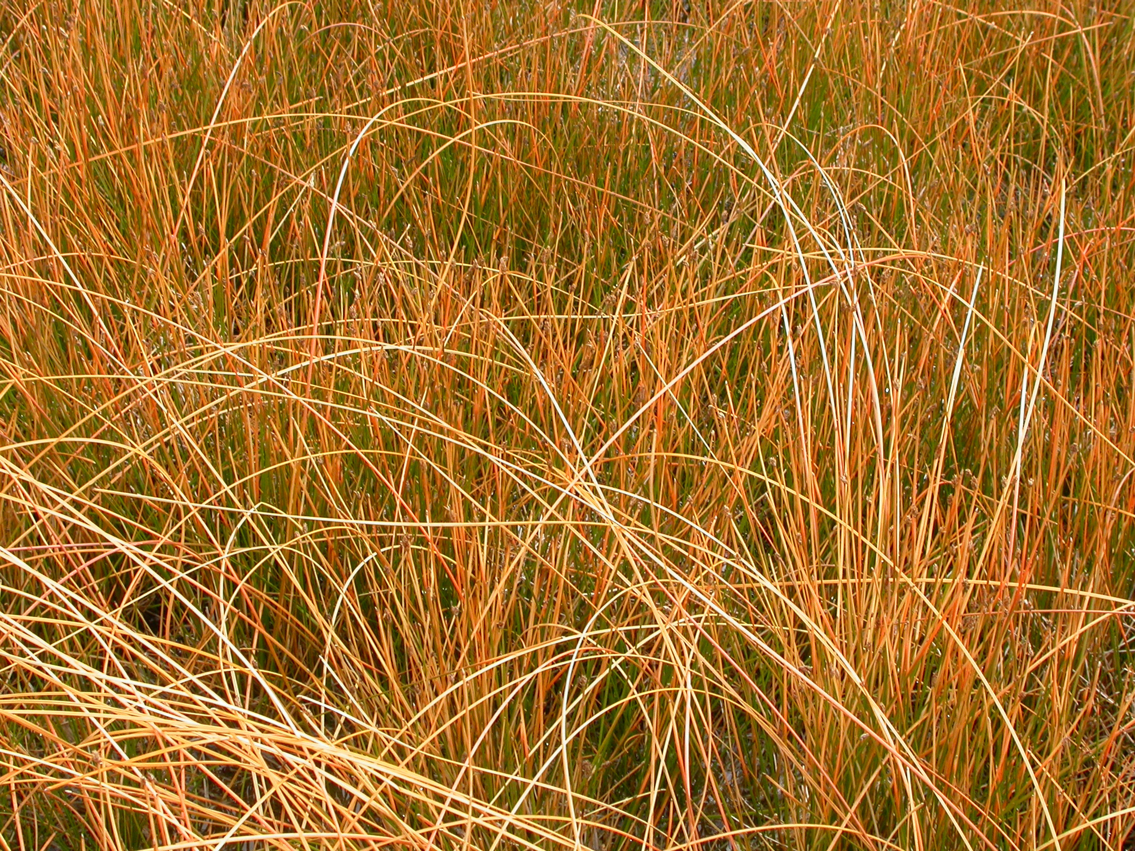 Oranžais grīslis Praire Fire augs