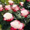 Roze Nostalgie 3 L augs