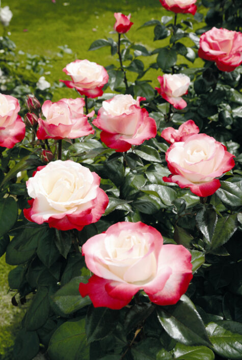 Roze Nostalgie 3 L augs