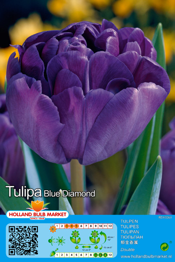 Tulpe Blue Diamond 1 gab.