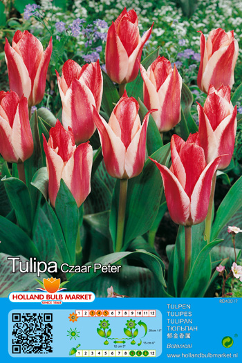 Tulpe Czaar Peter 1 gab.