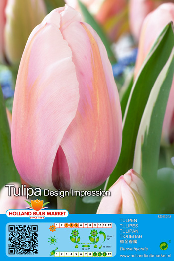 Tulpe Design Impression 1 gab.