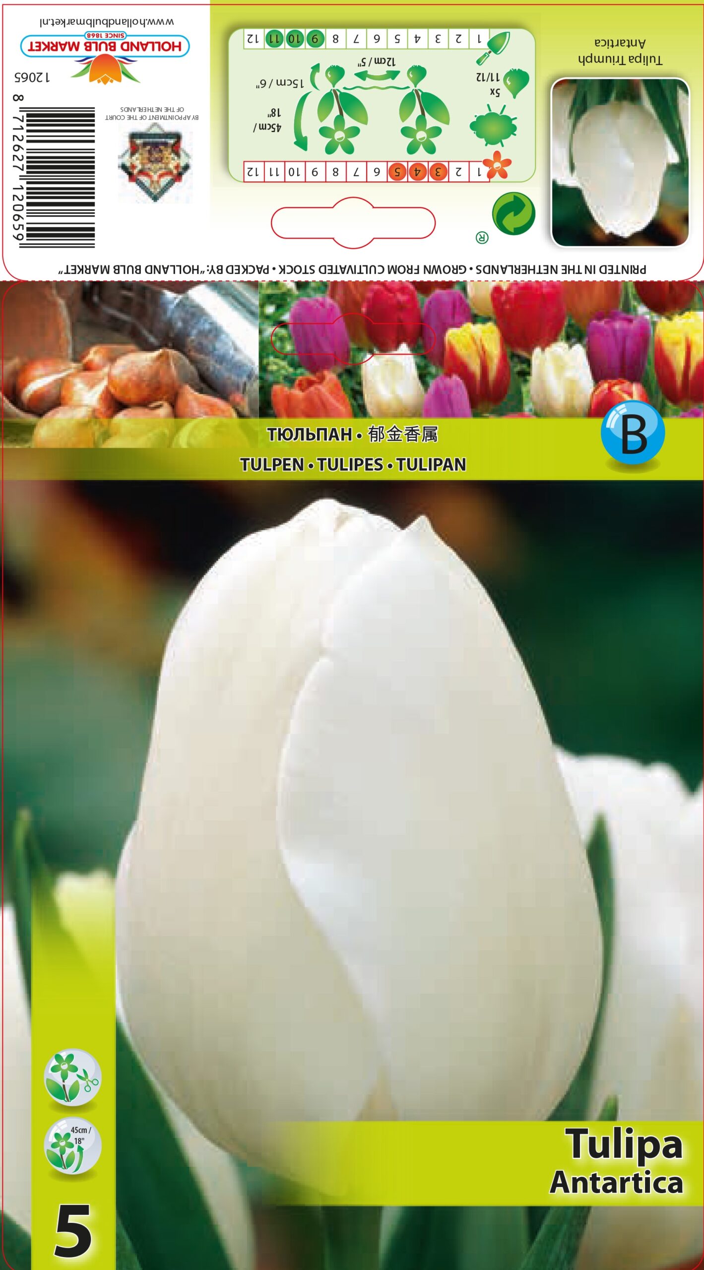 Tulpe Antarctica 5 gab.