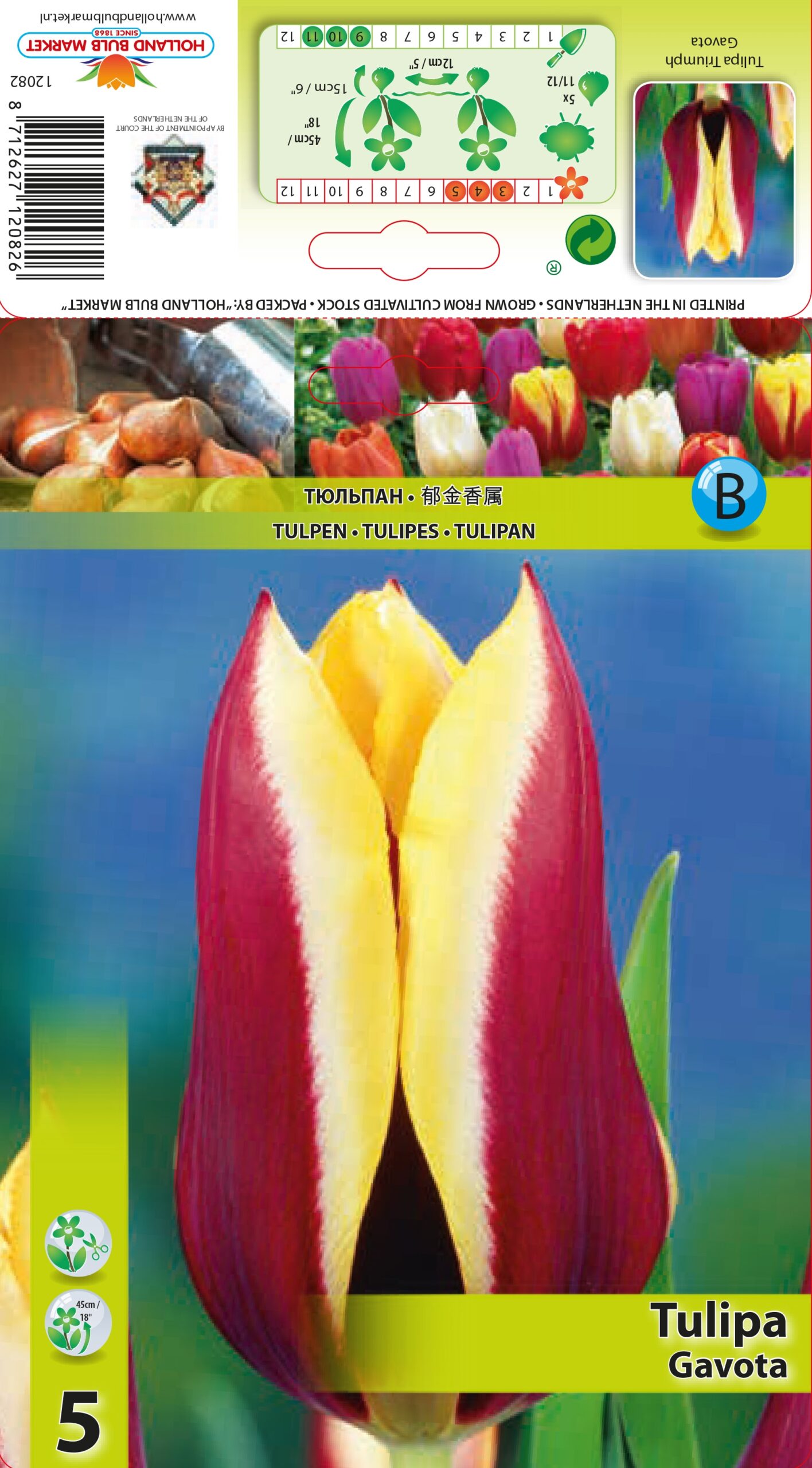 Tulpe Gavota 5 gab.