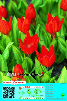 Tulpe Praestans Paradox 1 gab.