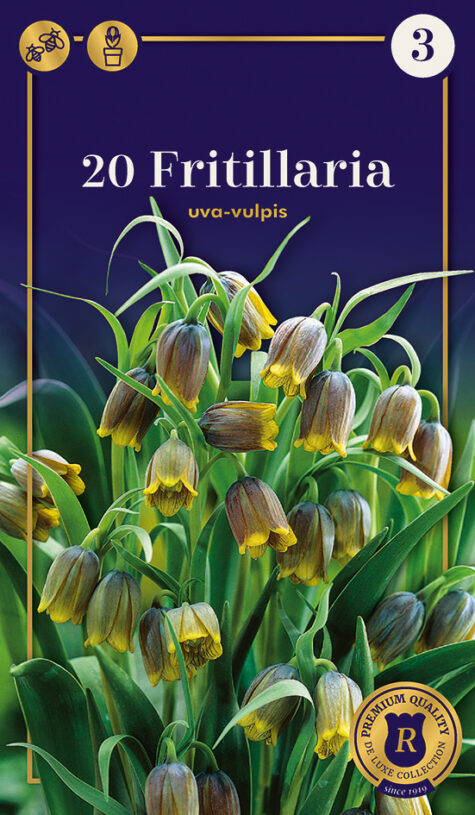 Fritilārija Uva-Vulpi 20 gab.