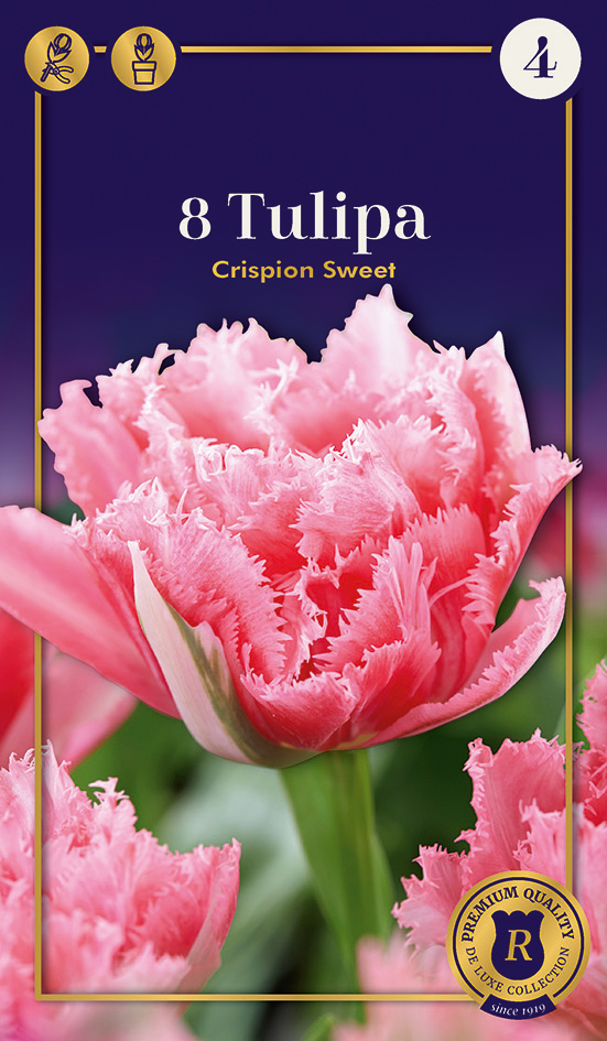 Tulpe Crispion Sweet 8 gab.