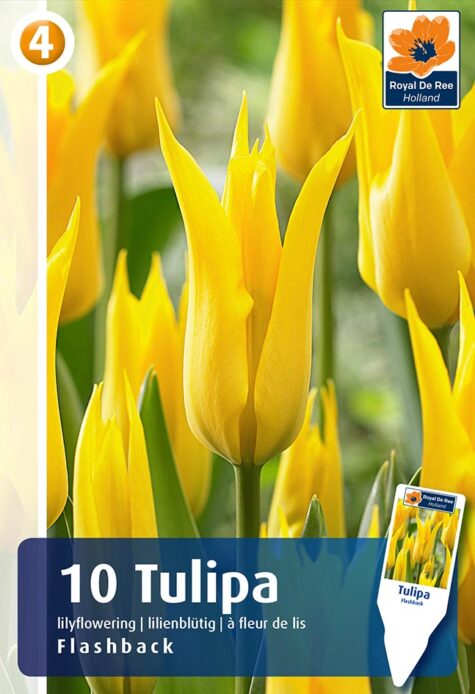 Tulpe Flashback 10 gab.