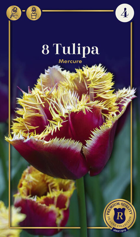 Tulpe Mercure 8 gab.