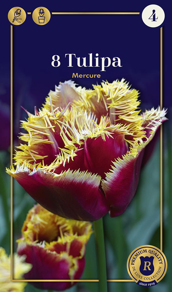 Tulpe Mercure 8 gab.