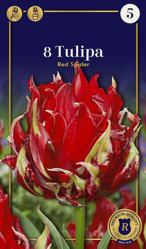 Tulpe Red Spider 8 gab.