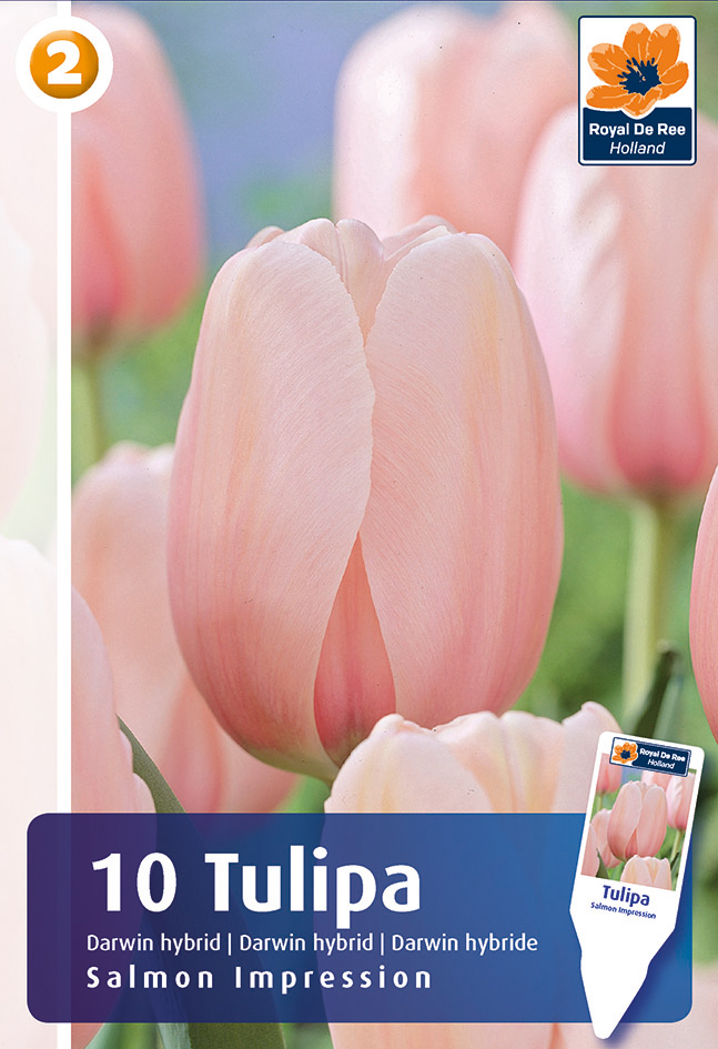 Tulpe Salmon Impression 10 gab.