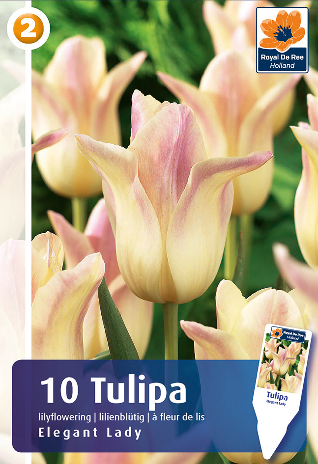 Tulpe Elegant Lady 10 gab.