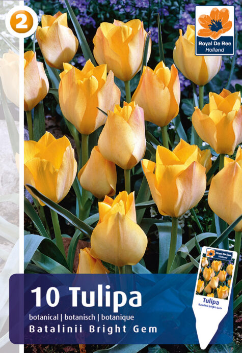 Tulpe Batalinii Bright Gem 10 gab.