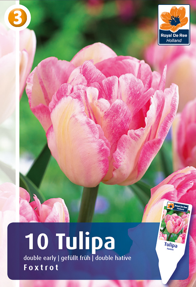 Tulpe Foxtrot 10 gab.