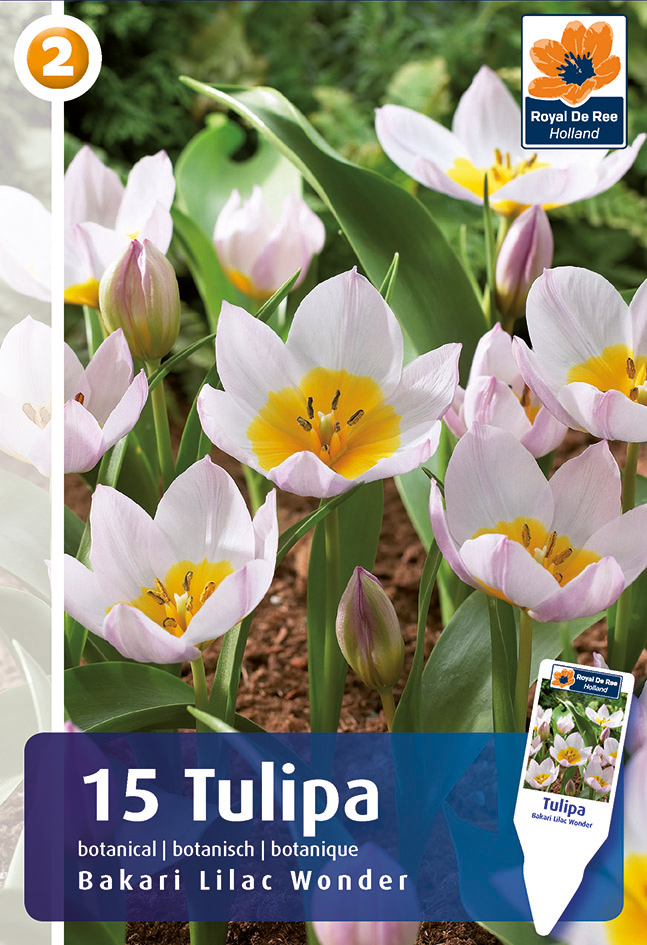 Tulpe Lilac Wonder 15 gab.