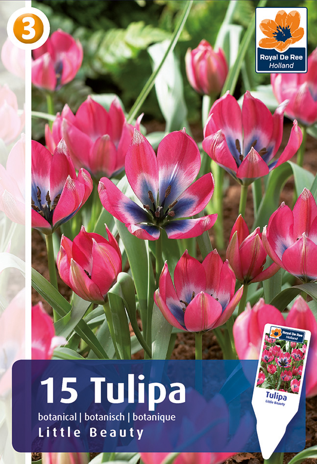 Tulpe Little Beauty 15 gab.