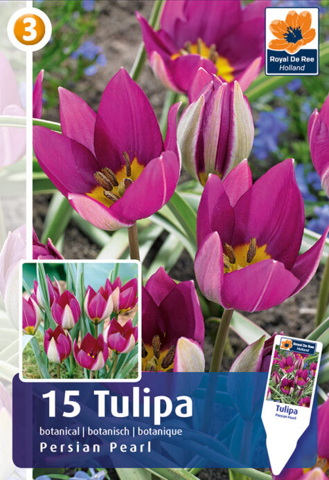 Tulpe Persian Pearl 15 gab.