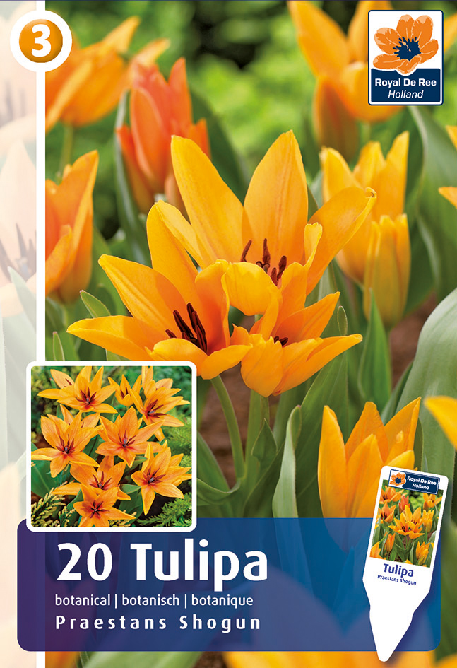 Tulpe Praestans Shogun 20 gab.