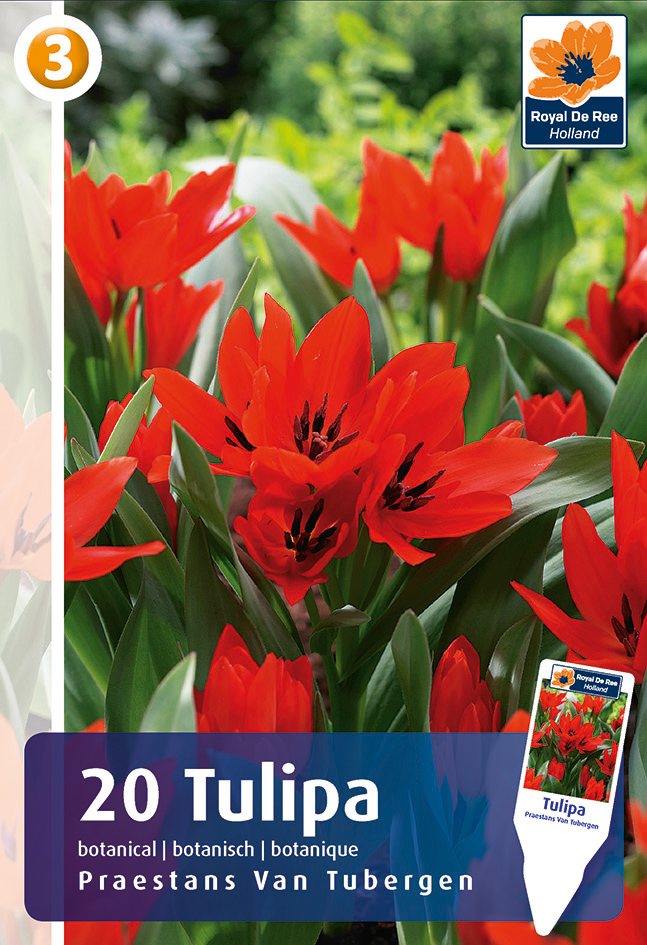 Tulpe Praestans Tubergen 20 gab.