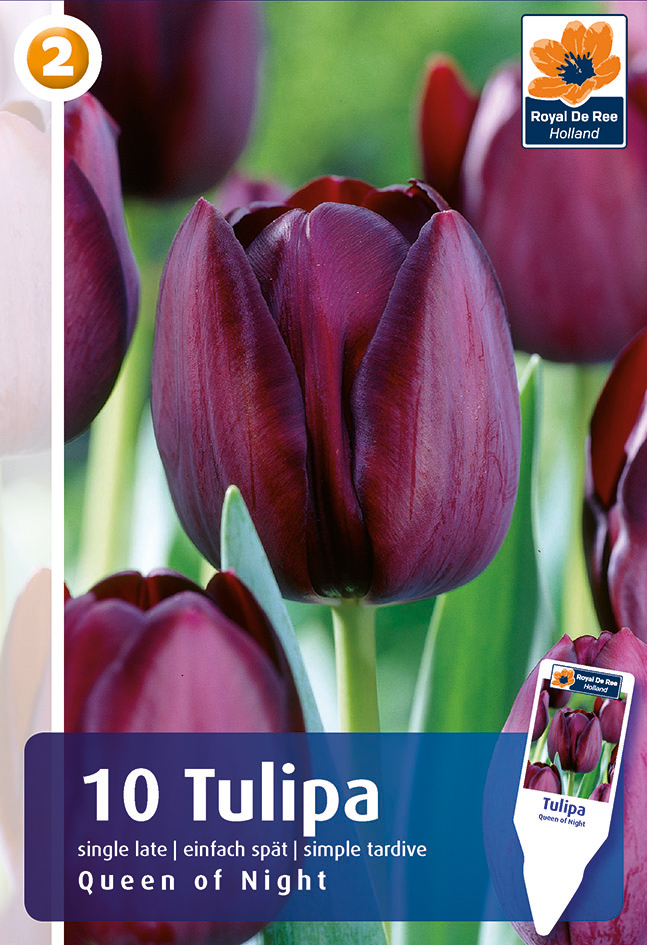 Tulpe Queen of Night 10 gab.