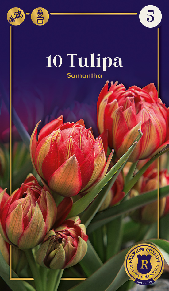 Tulpe Samantha 10 gab.