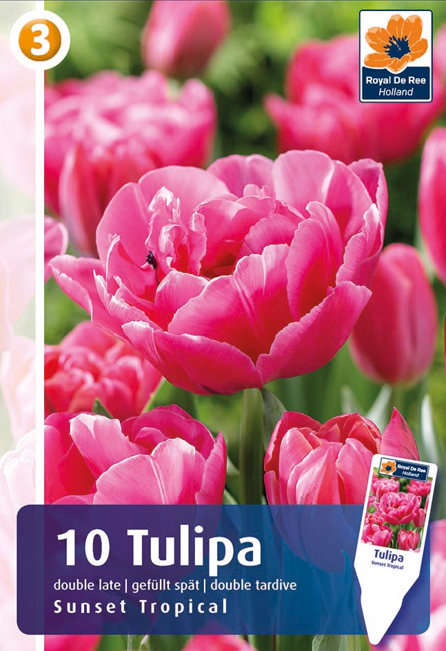 Tulpe Sunset Tropical 10 gab.