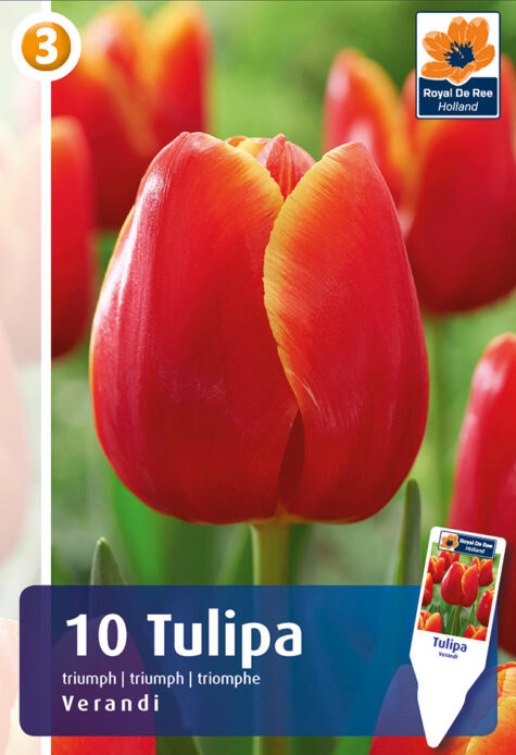 Tulpe Verandi 10 gab.