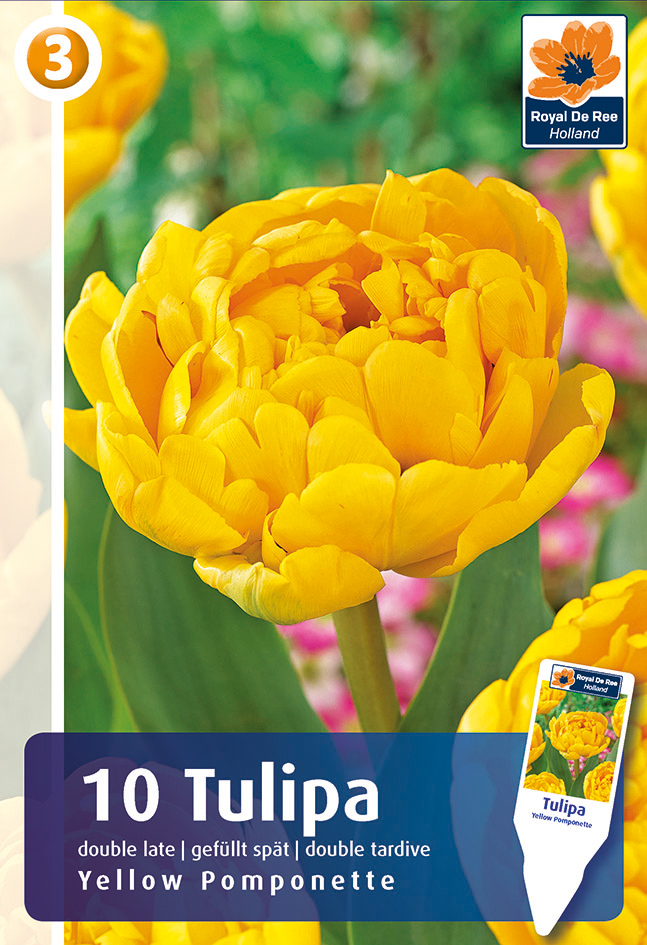 Tulpe Yellow Pomponette 10 gab.