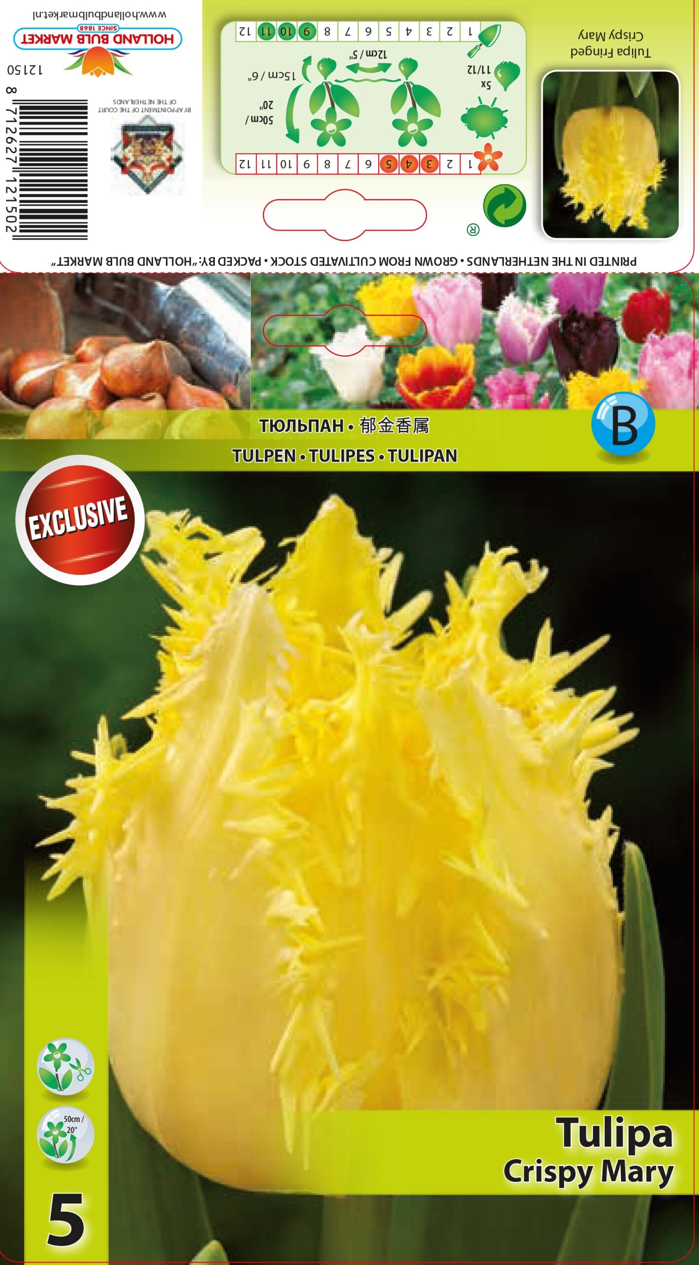 Tulpe Crispy Mary 5 gab.