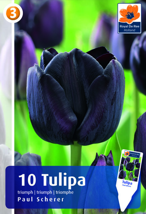 Tulpe Paul Scherer 10 gab.