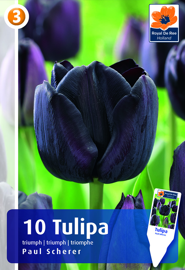 Tulpe Paul Scherer 10 gab.