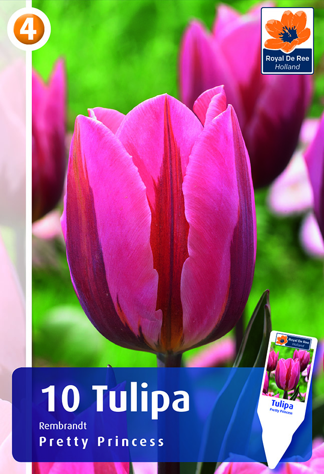 Tulpe Pretty Princess 10 gab.