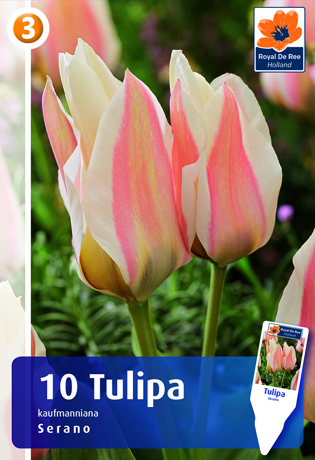 Tulpe Serano 10 gab.