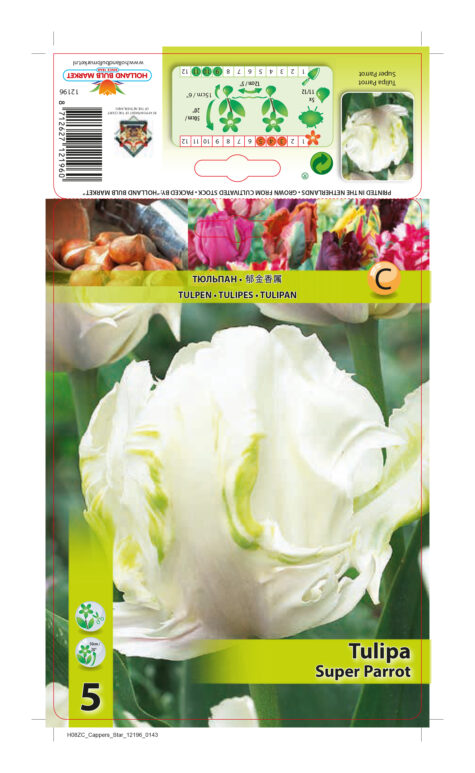 Tulpe Super Parrot 5 gab.