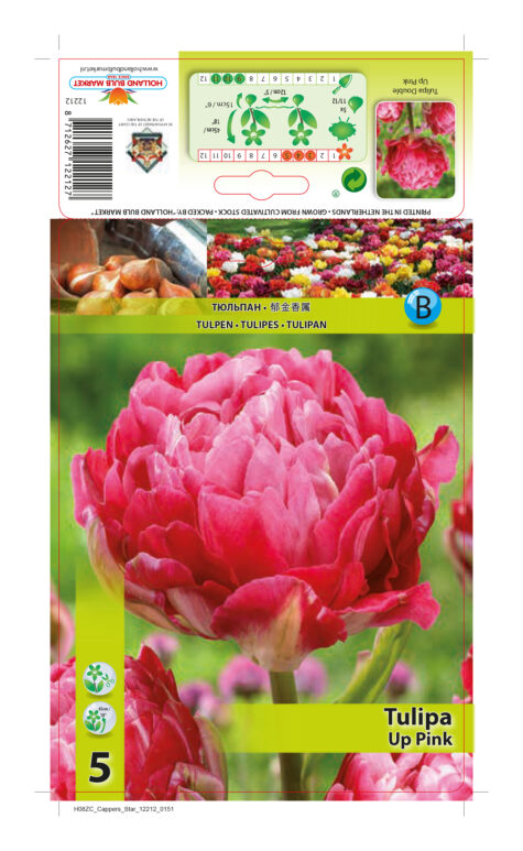 Tulpe Up Pink 5 gab.