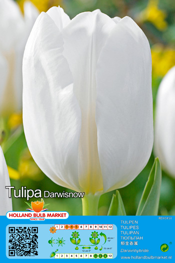 Tulpe Darwinsnow 1 gab.