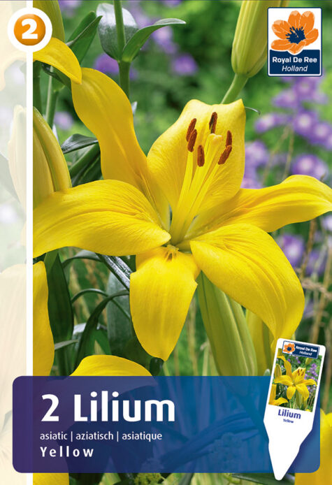 Lilija Asiatic Yellow 2gab.